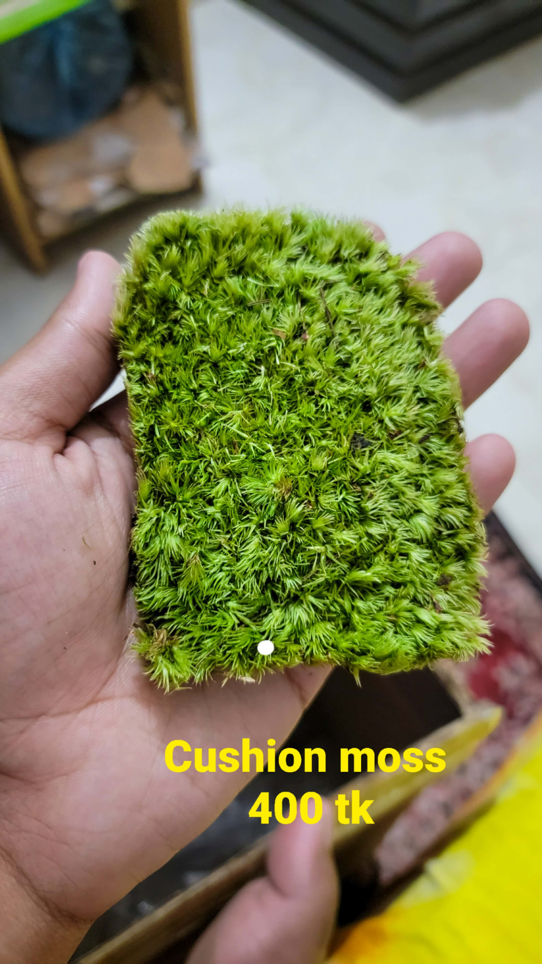 Cushion Moss