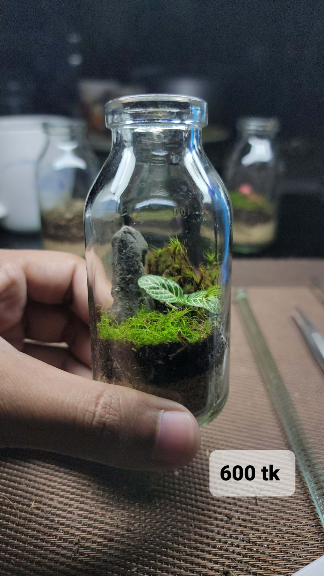 Mini Bottle Moss Garden