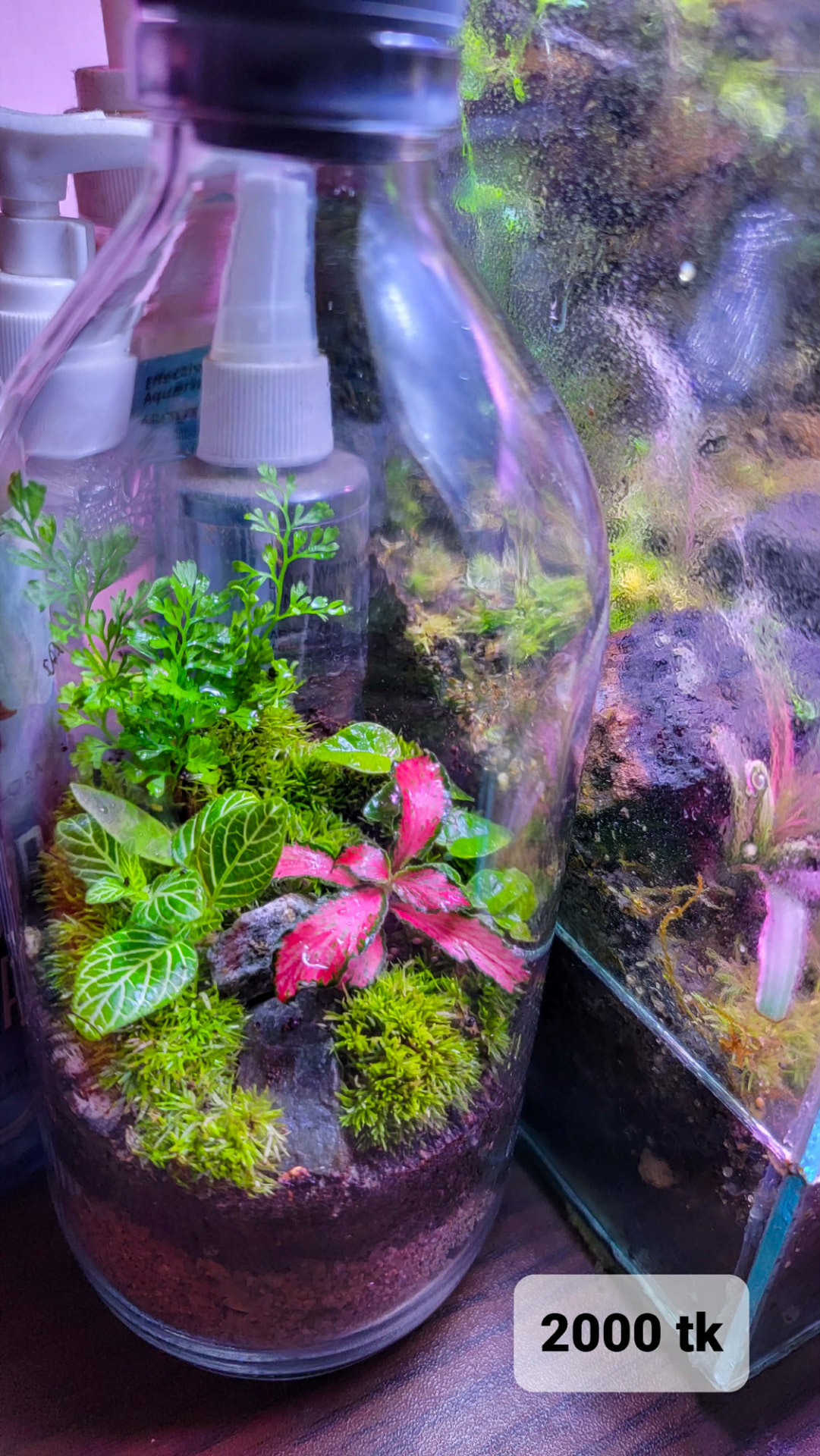 Fern & Fittonia Bottle Terrarium
