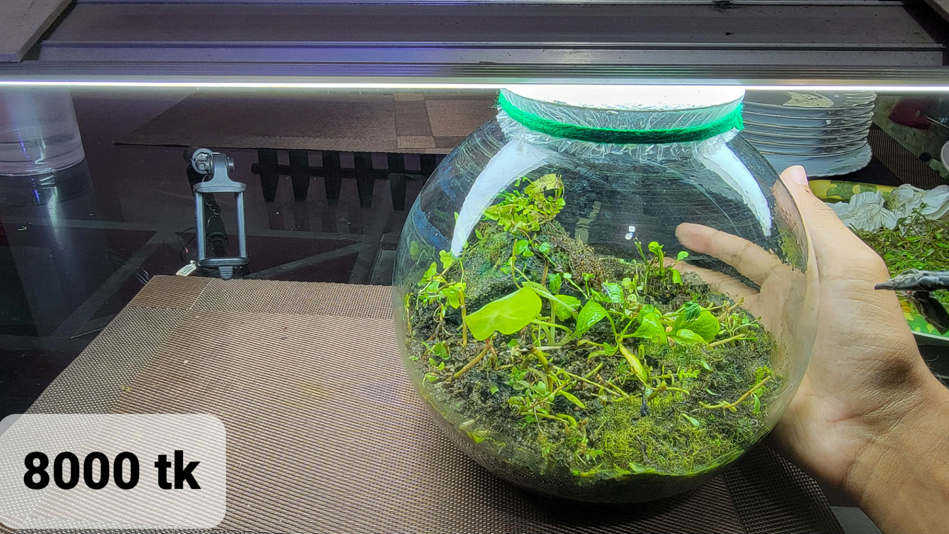Grand Jungle Globe Terrarium