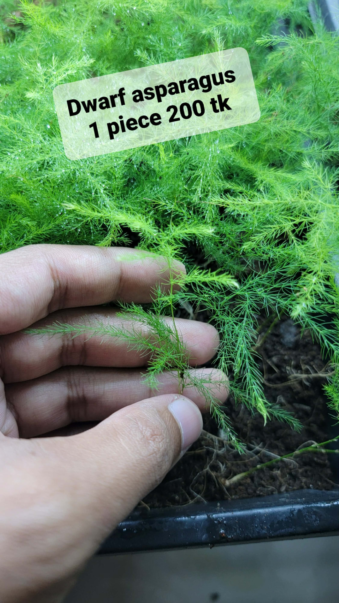 Dwarf Asparagus