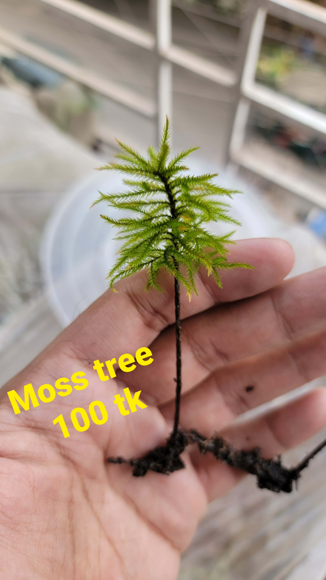 Moss Tree