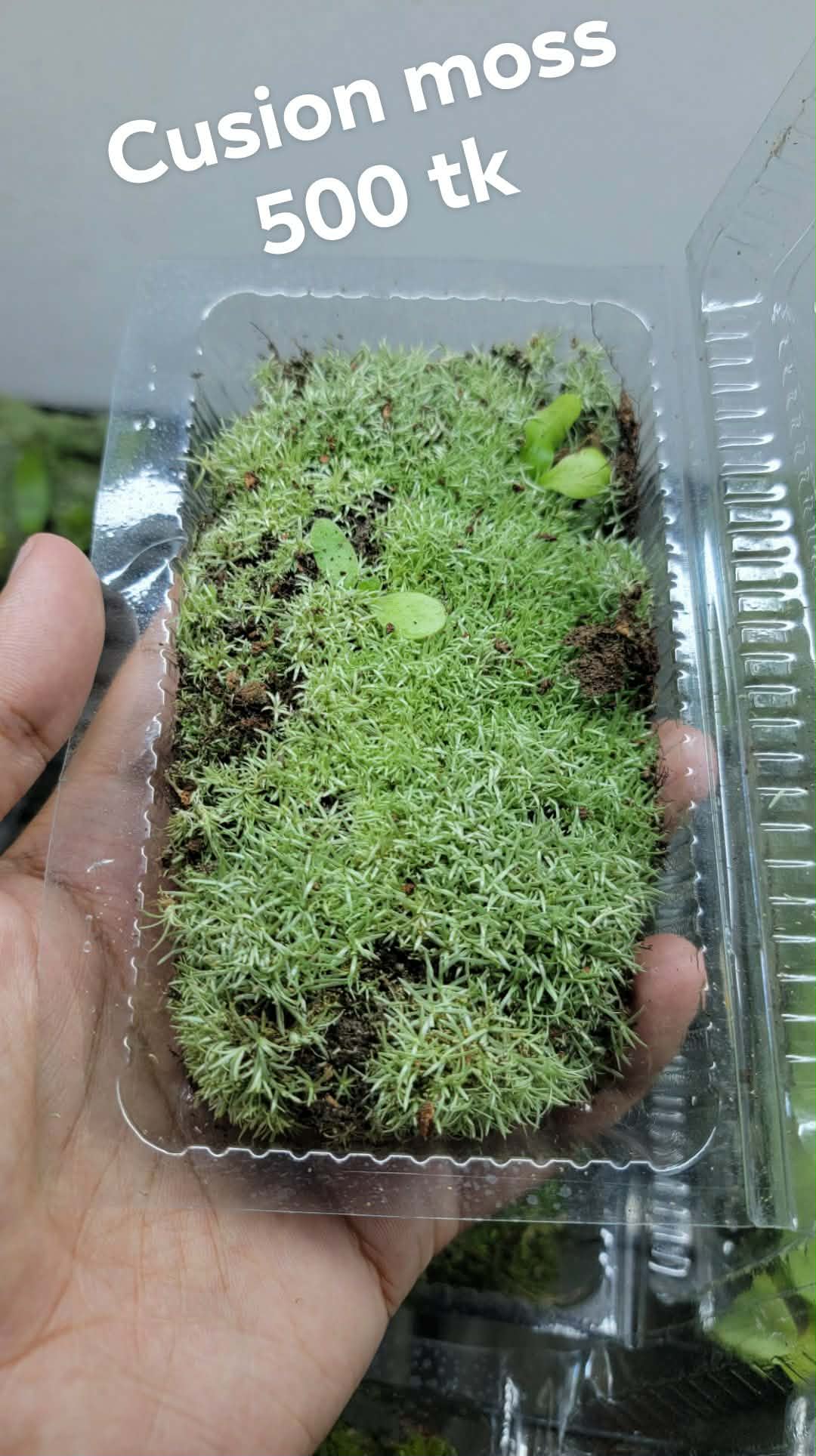 Cushion Moss