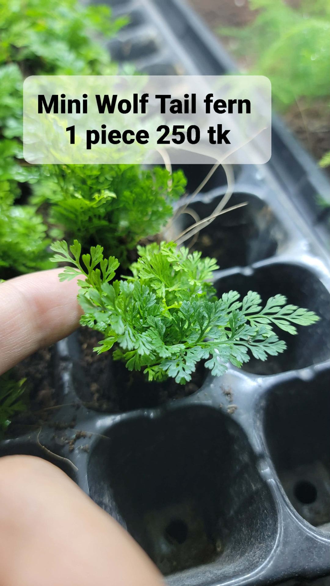 Mini Wolf Tail Fern