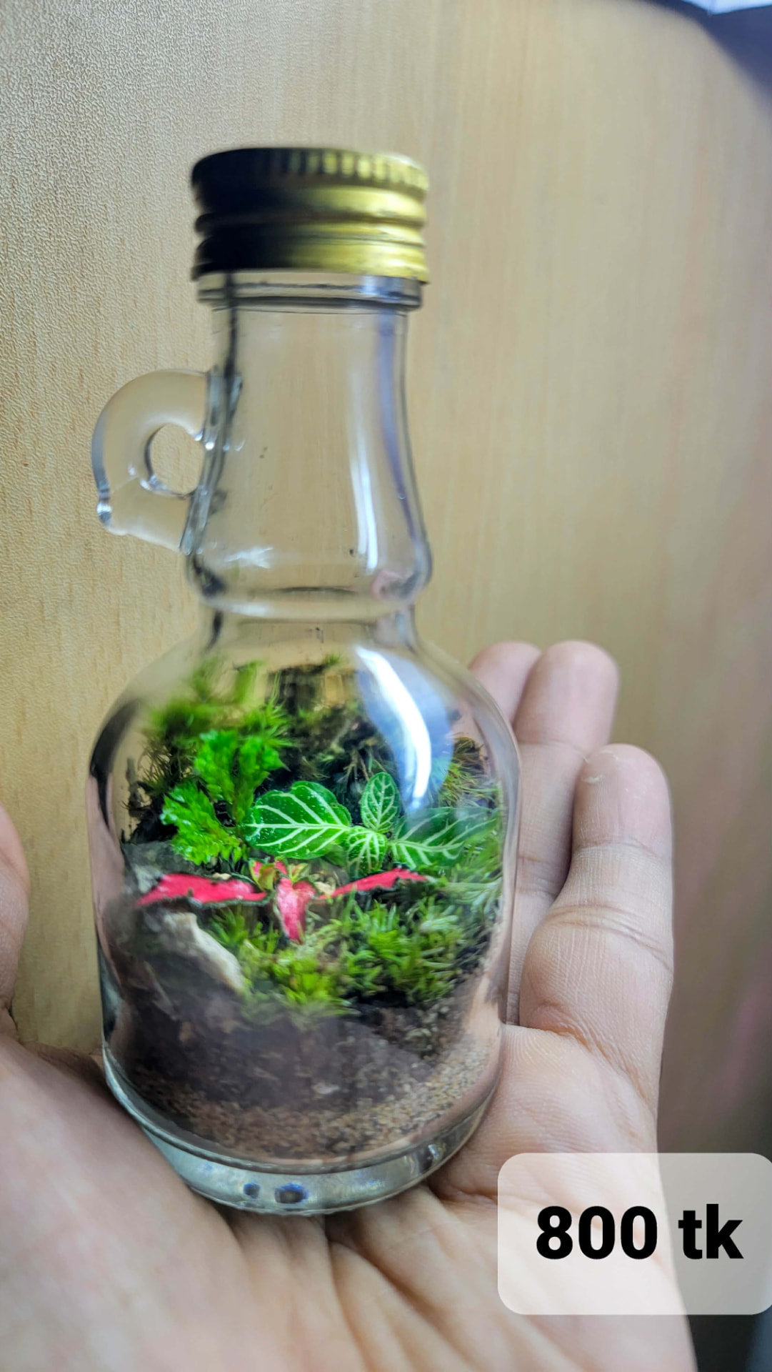 Jug Bottle Terrarium