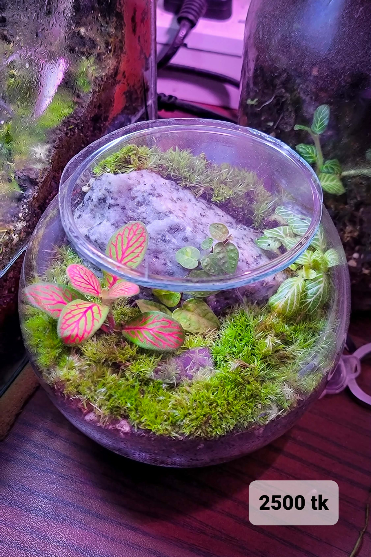 Sealed Bowl Terrarium